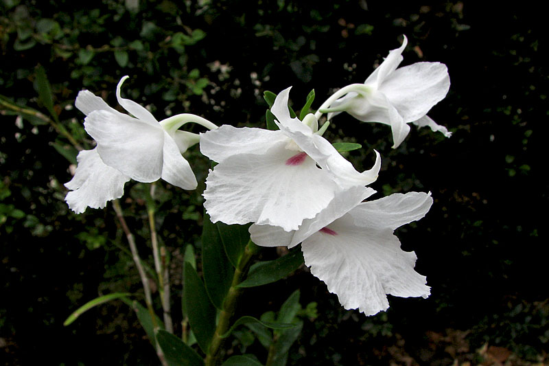 Dendrobium parthenium