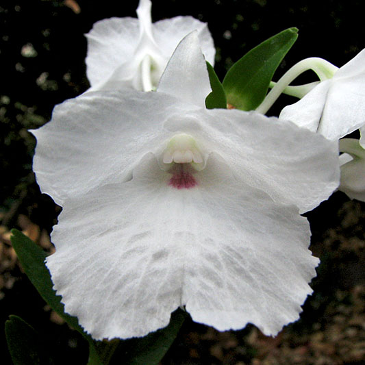 Dendrobium_parthenium2.jpg