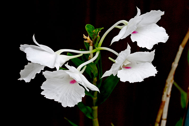 Dendrobium parthenium