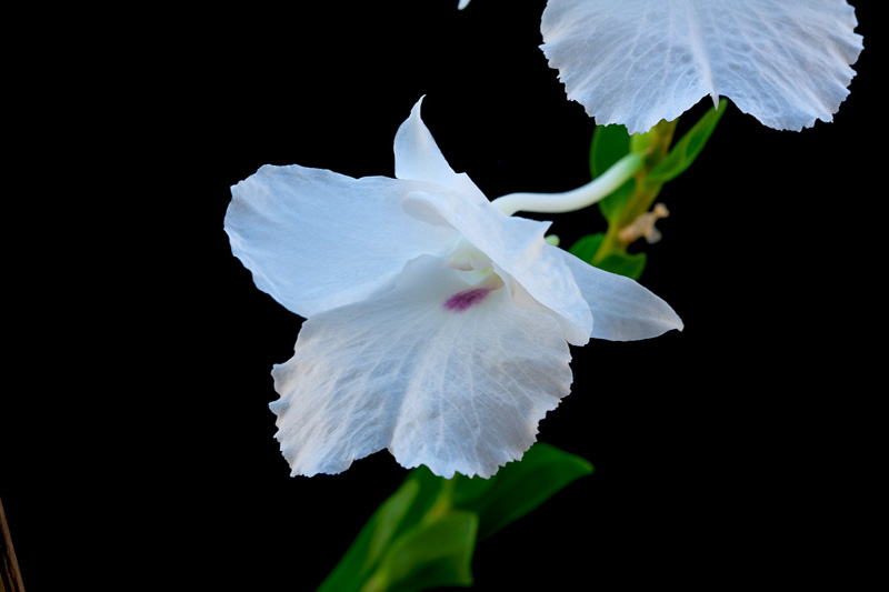 Dendrobium parthenium