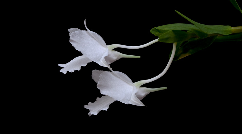 Dendrobium_parthenium8.jpg