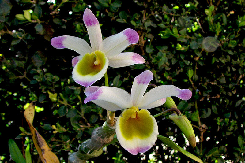 Dendrobium pendulum