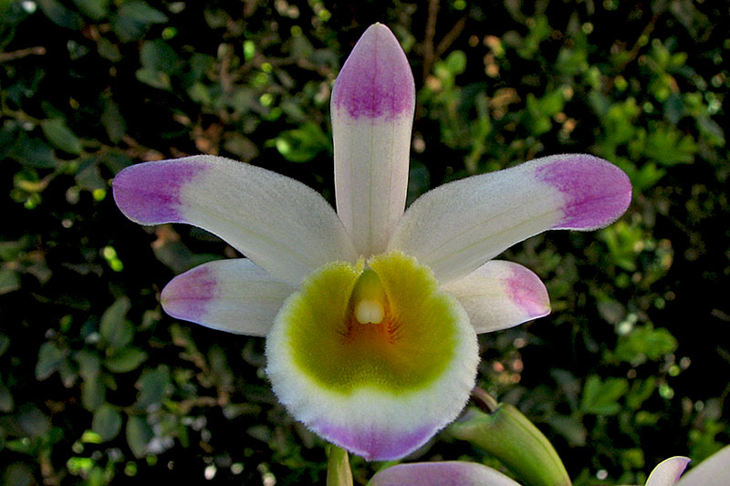 Dendrobium pendulum