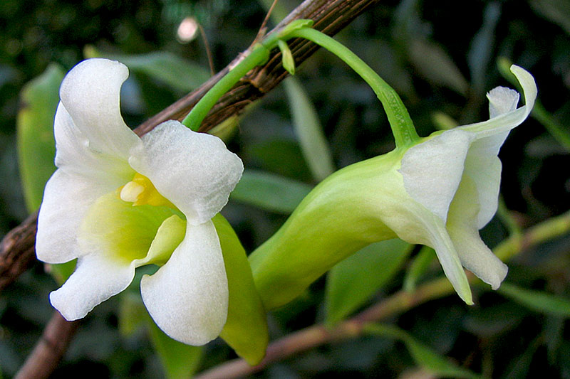 Dendrobium_phillipsii2.jpg