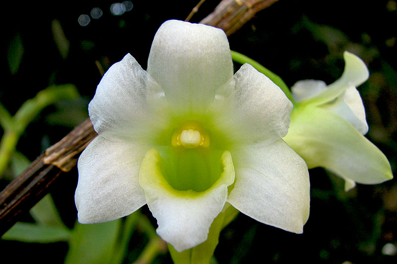 Dendrobium_phillipsii3.jpg