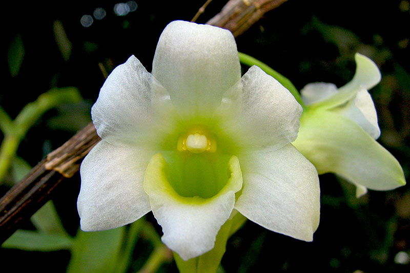 Dendrobium phillipsii