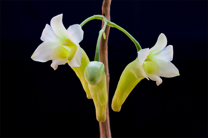 Dendrobium phillipsii