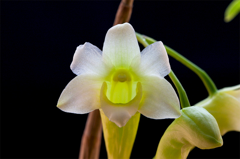 Dendrobium phillipsii