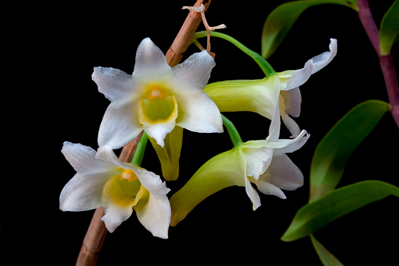 Dendrobium phillipsii