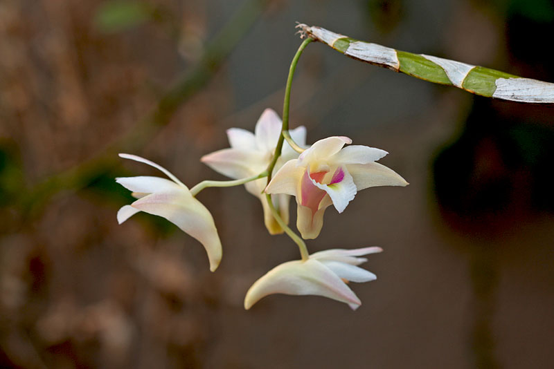 Dendrobium platygastrium