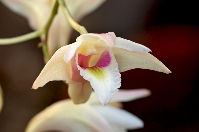 Dendrobium_platygastrium3.jpg