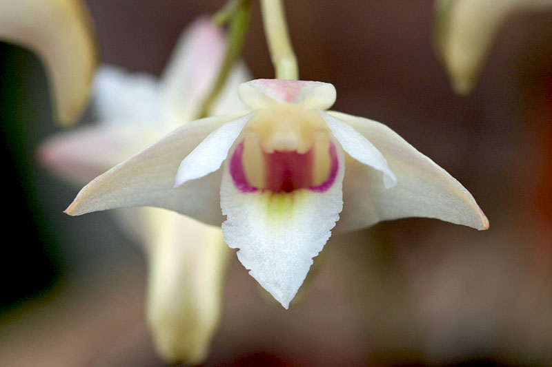 Dendrobium platygastrium