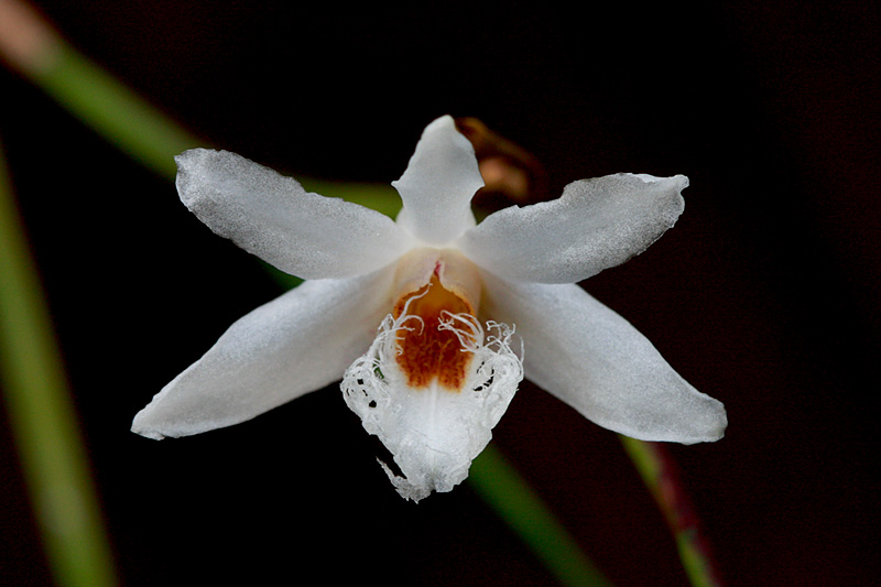Dendrobium_polytrichum1.jpg