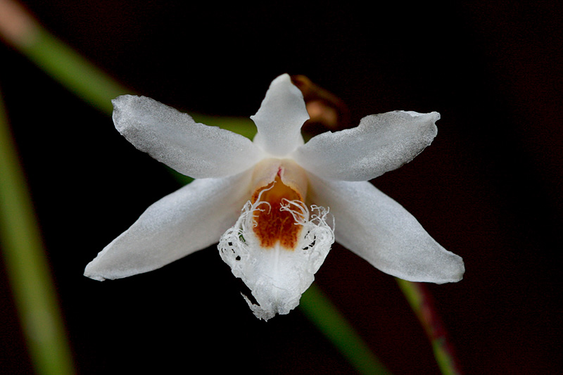 Dendrobium polytrichum