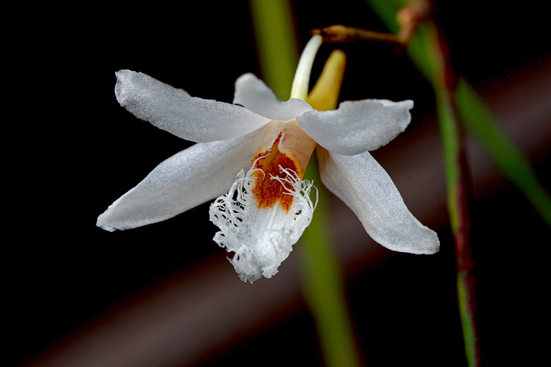 Dendrobium_polytrichum2.jpg