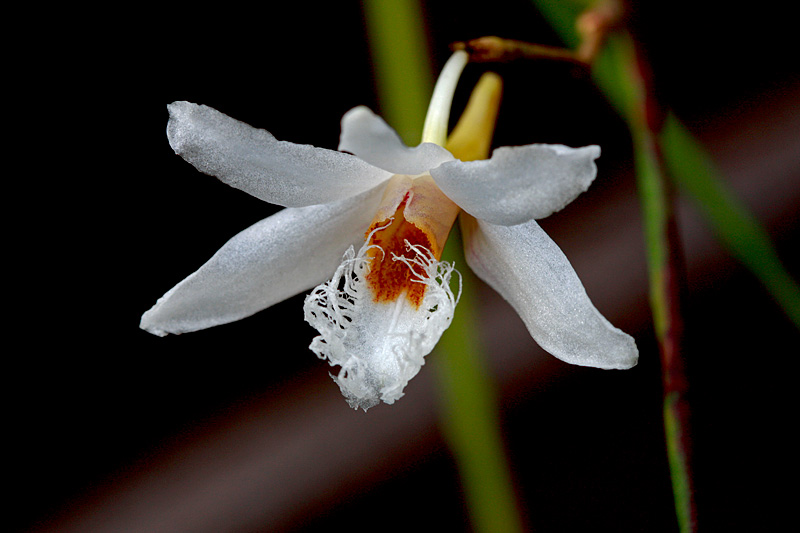 Dendrobium polytrichum