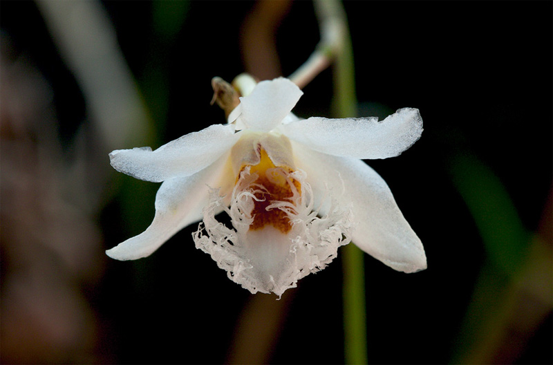 Dendrobium polytrichum