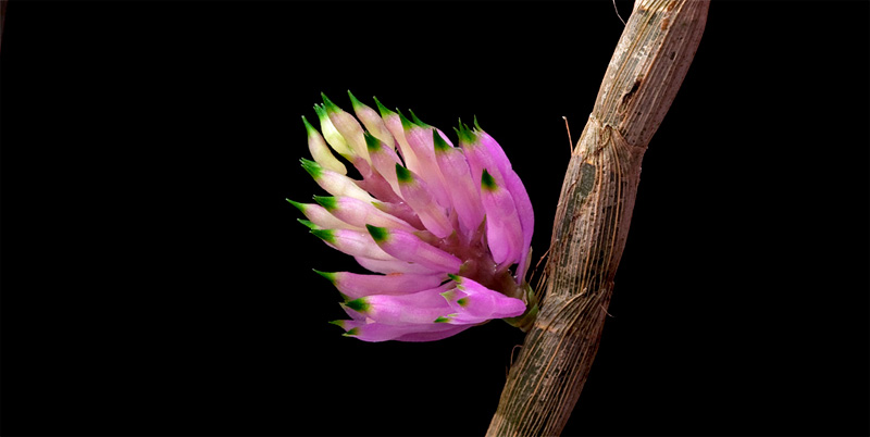 Dendrobium purpureum Roxb. Dendrobium_purpureum4.jpg