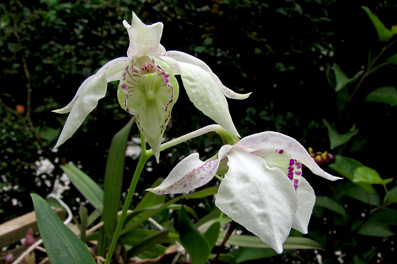 Dendrobium rhodostictum