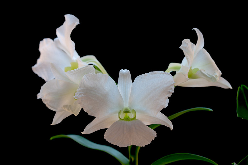 Dendrobium sanderae var. luzonica