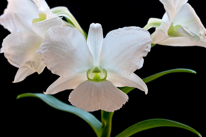 Dendrobium sanderae var. luzonica Rolfe Dendrobium_sanderae_luzo2.jpg