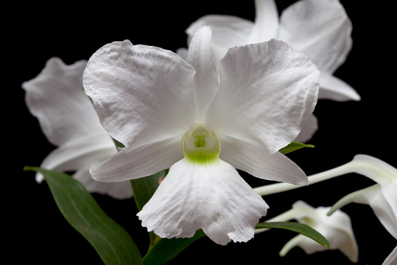 Dendrobium sanderae var. luzonica Rolfe Dendrobium_sanderae_luzo4.jpg