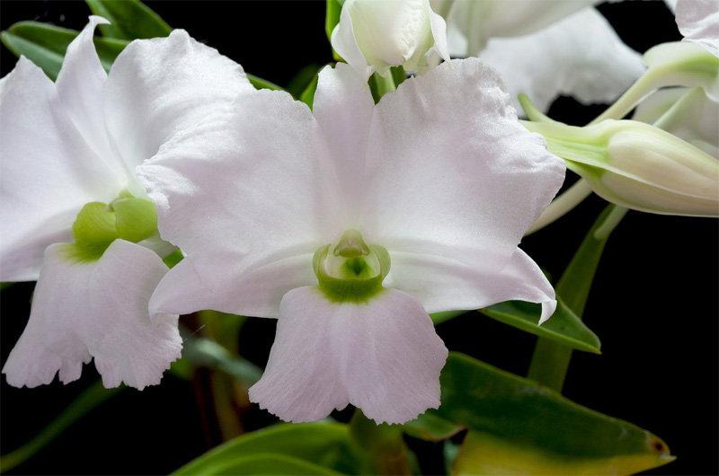 Dendrobium_sanderae_luzo9.jpg