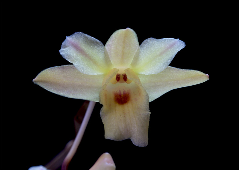 Dendrobium sanguinolentum