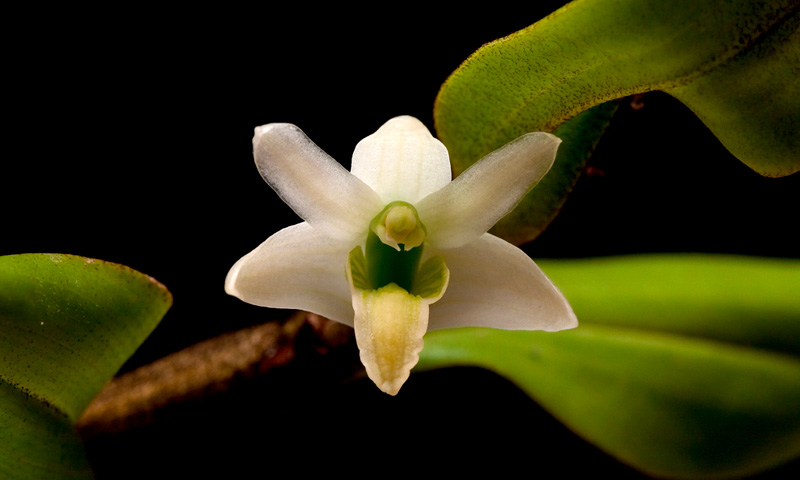 Dendrobium scabrilingue Lindl. Dendrobium_scabrilingue2.jpg
