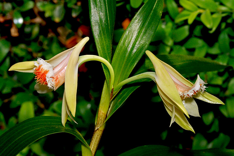 Dendrobium schrautii