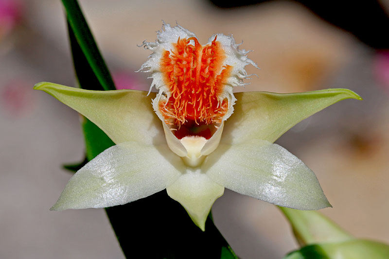 Dendrobium schrautii Schildh. Dendrobium_schrautii3.jpg