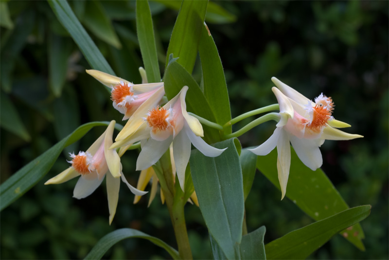 Dendrobium_schrautii5.jpg