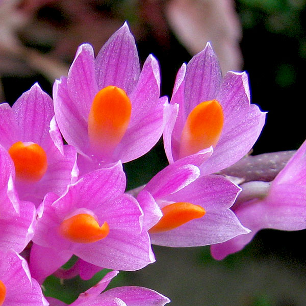 Dendrobium secundum