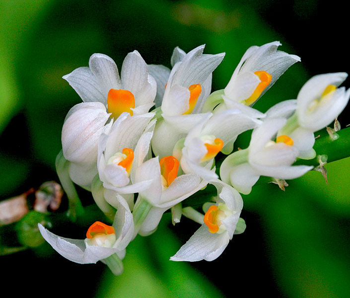 Dendrobium secundum f. album 