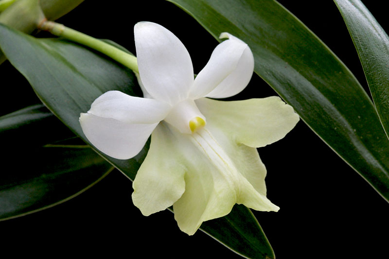 Dendrobium_sp1.jpg