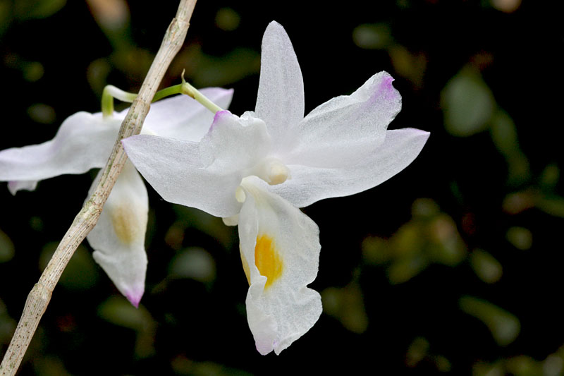 Dendrobium_spathilingue1.jpg