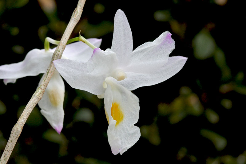 Dendrobium spathilingue J.J.Sm. Dendrobium_spathilingue1.jpg
