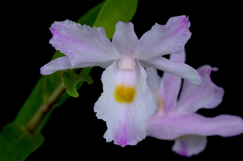 Dendrobium spathilingue