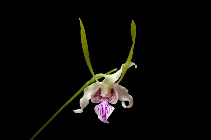 Dendrobium_stratiotes1.jpg