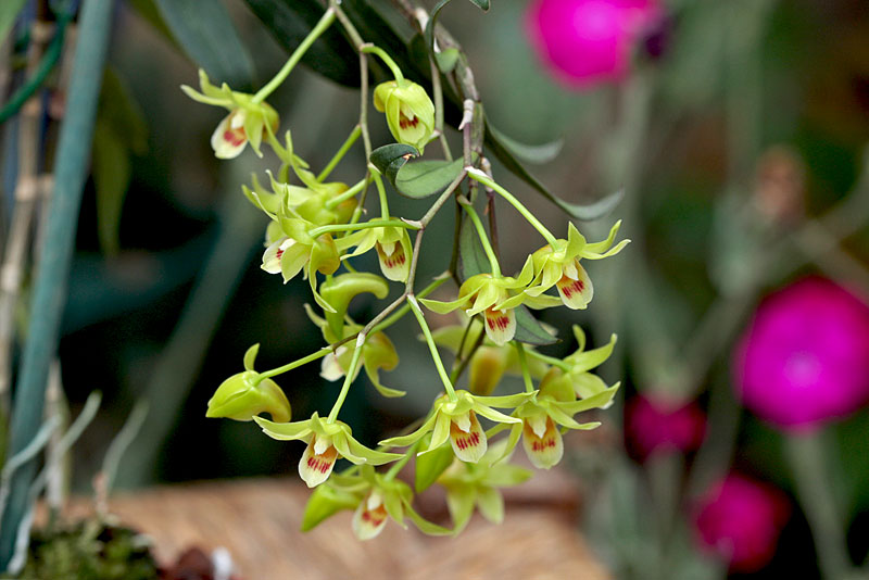 Dendrobium catenatum