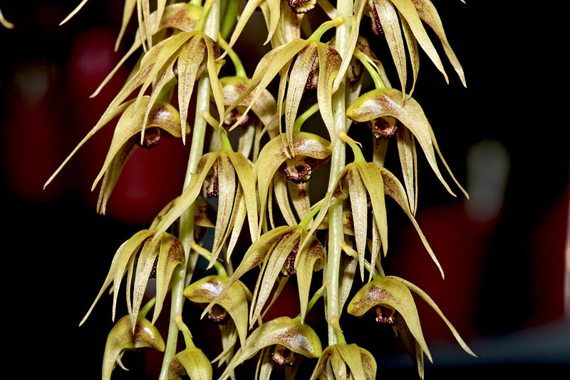 Dendrobium_strongylanthum2.jpg