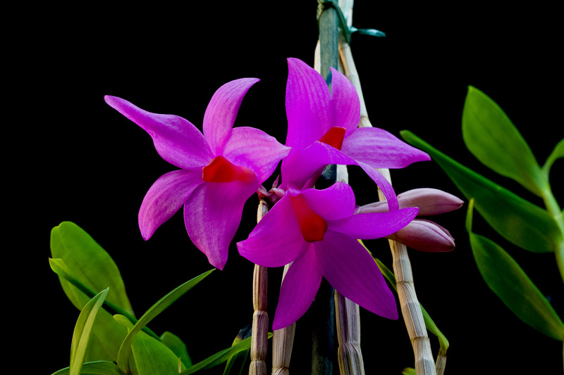 Dendrobium_sulawesiense4.jpg