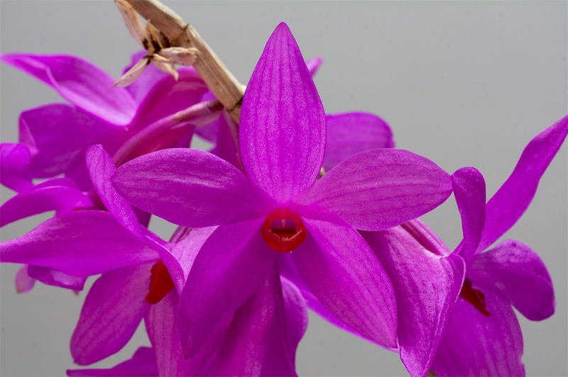 Dendrobium glomeratum