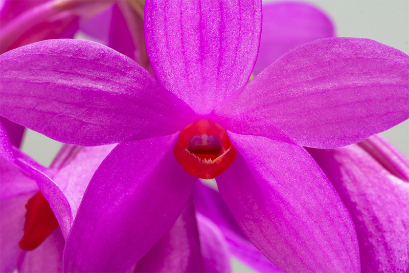 Dendrobium glomeratum