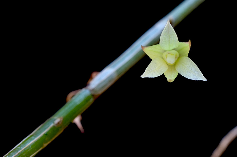 Dendrobium_tetrodon1.jpg
