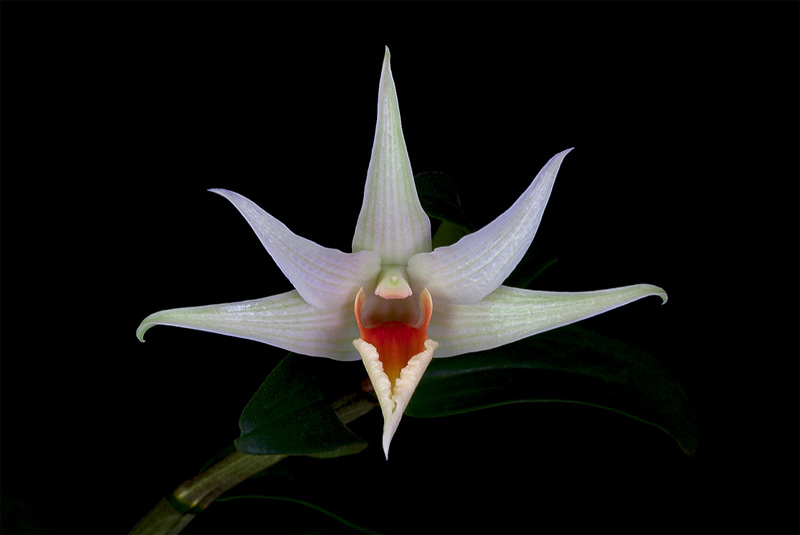 Dendrobium_tobaense_draconis1.jpg