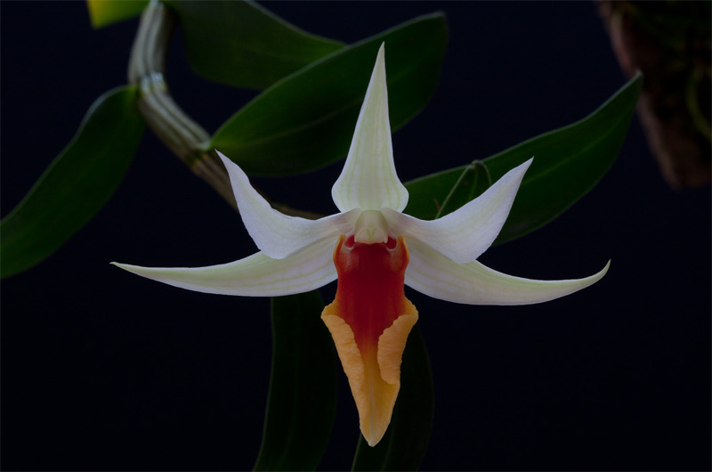 Dendrobium_tobaense_draconis3.jpg