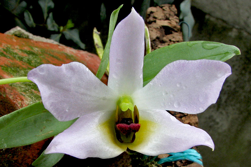 Dendrobium_trantuanii2.jpg