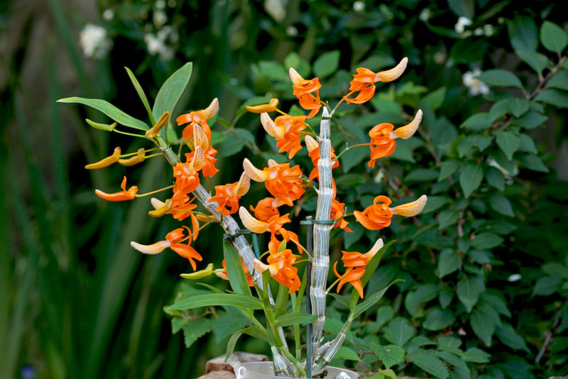 Dendrobium unicum