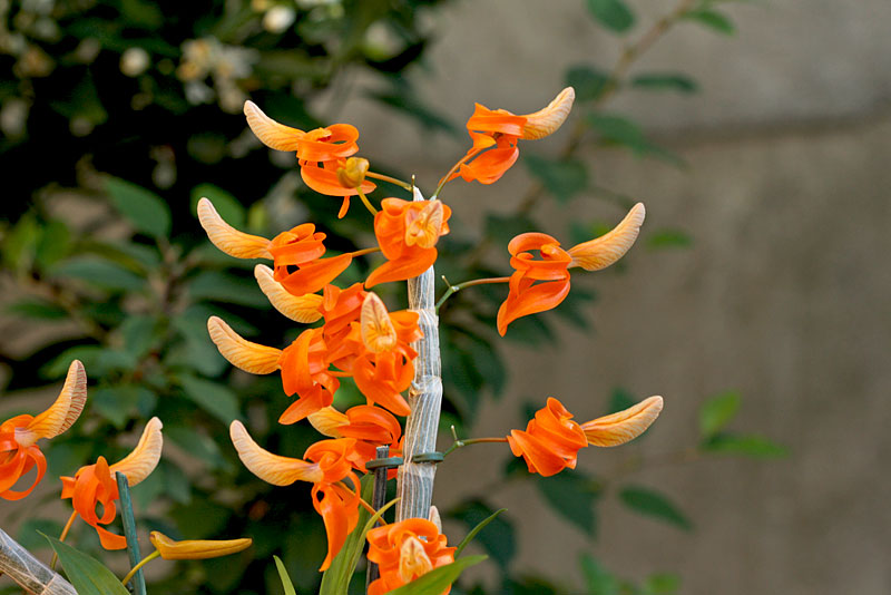 Dendrobium unicum Seidenf. Dendrobium_unicum2.jpg